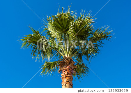 Cairo, Egypt. Palm trees on the street 125933659