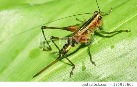 Tropical Grasshopper, Amazonia 125933663