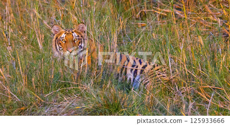 Bengal Tiger, Royal Bardia National Park, Nepal 125933666