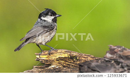 Coal Tit, Spain 125933671