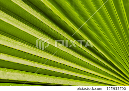 leaf, green, foliage 125933700