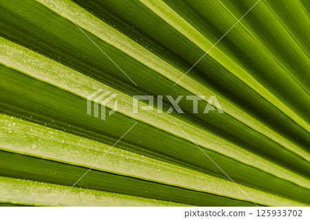 leaf, green, foliage 125933702