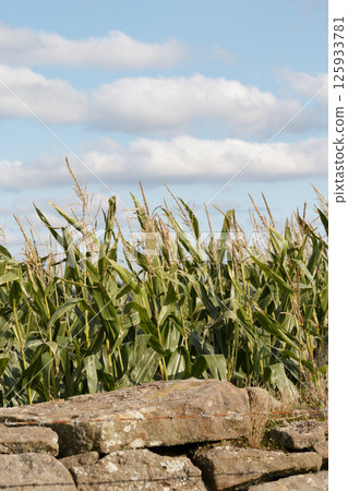 英國石牆和玉米田 英國石牆和玉米田 125933781