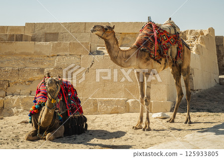 Two camels in the Sahara desert in Egypt 125933805