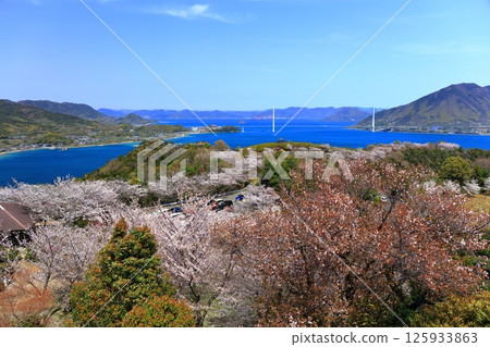 [Ehime Prefecture] Spring cherry blossoms bloom at Hakatajima Kaizan Park and Tatara Bridge (Shimanami Kaido) 125933863