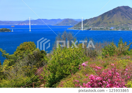 [愛媛郡] 博多海山公園與多多羅橋（島波街）春季櫻花盛開 125933865