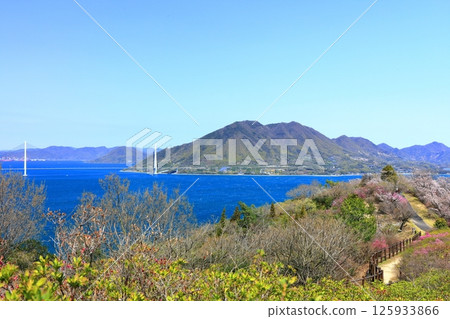 [愛媛郡] 博多海山公園與多多羅橋（島波街）春季櫻花盛開 125933866