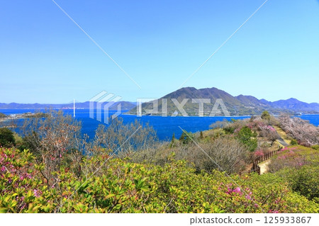 [愛媛郡] 博多海山公園與多多羅橋（島波街）春季櫻花盛開 125933867