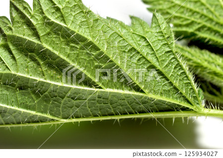 Stinging nettle leaf. Stinging nettle leaf. 125934027