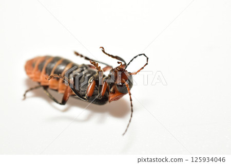 The soft-bodied beetle lies on its back. 125934046