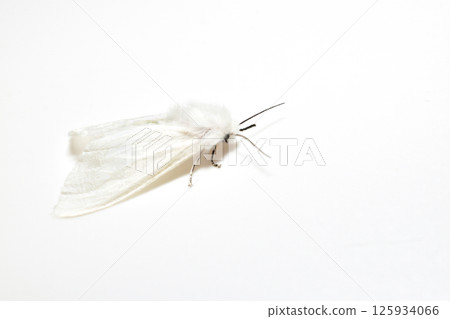 A white moth from the order of moths. A white moth from the order of moths. 125934066