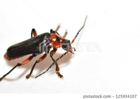 Soft-bodied beetle, side view. Soft-bodied beetle, side view. 125934107