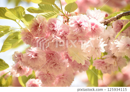 The gorgeous double-flowered cherry blossoms of Fugenzo 125934115