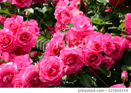 粉紅色的玫瑰花 粉紅色的玫瑰花 125934154