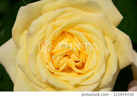 黃玫瑰 125934156