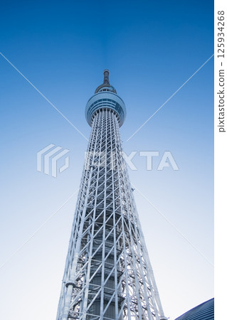 晴朗的日子仰望天空樹 125934268