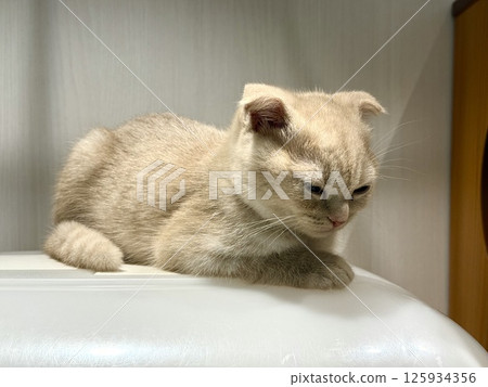 A dozing kitty 125934356