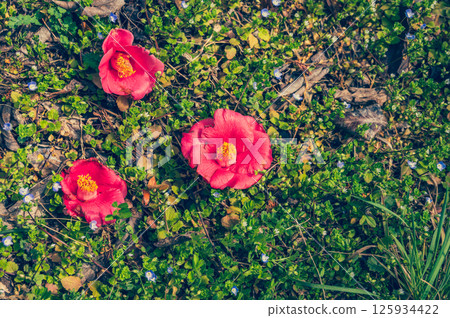 Camellia flower that fell to the ground Camellia flower that fell to the ground 125934422