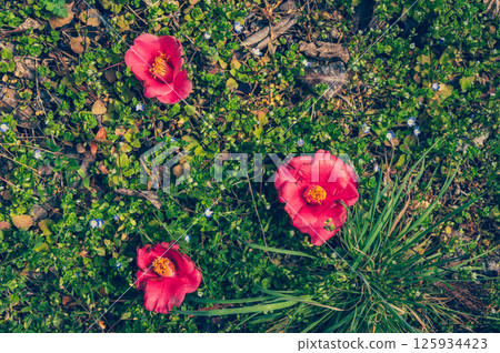 Camellia flower that fell to the ground Camellia flower that fell to the ground 125934423