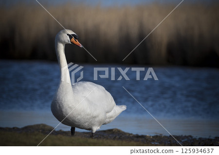 Mute swan surveying land around lake at wetlands Mute swan surveying land around lake at wetlands 125934637