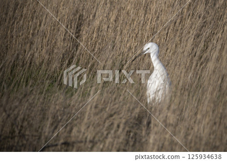 Little egret looking across reedy grass in wetland Little egret looking across reedy grass in wetland 125934638