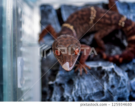 Close up of Hynant gecko 125934680