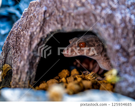 Close up of Hynant gecko 125934685