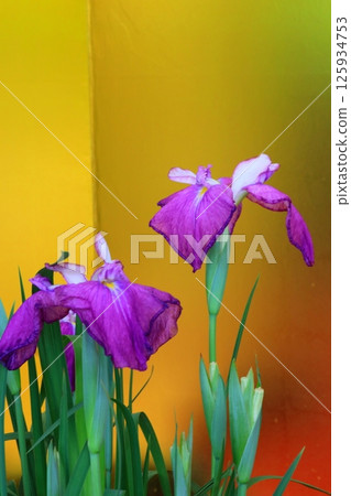 冷色鳶尾花 冷色鳶尾花 125934753