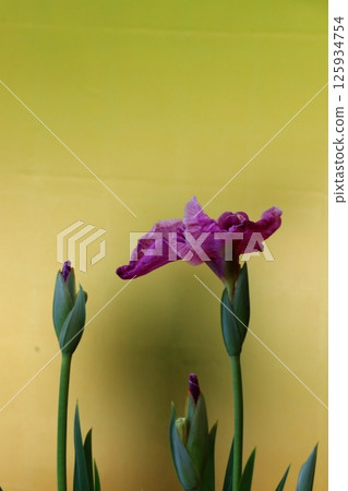 Cool-colored irises 125934754
