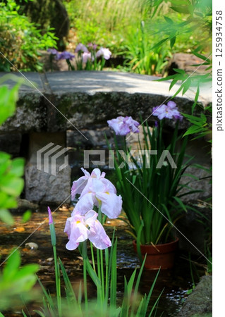 Pink irises blooming in the iris garden 125934758