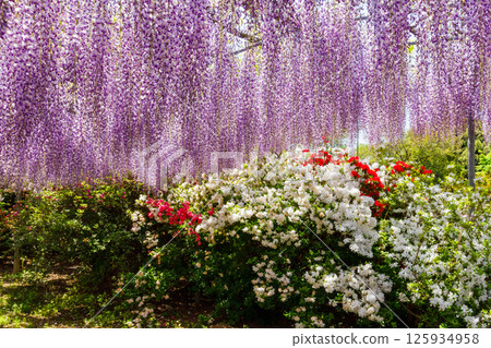 wisteria flowers in full bloom 125934958