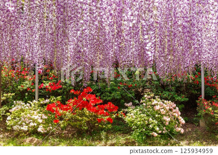 wisteria flowers in full bloom wisteria flowers in full bloom 125934959