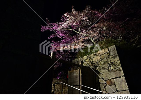 Illuminated cherry blossoms at night Illuminated cherry blossoms at night 125935110