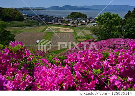 杜鵑花和八雲 125935114