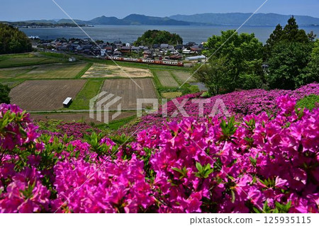 杜鵑花和八雲 杜鵑花和八雲 125935115