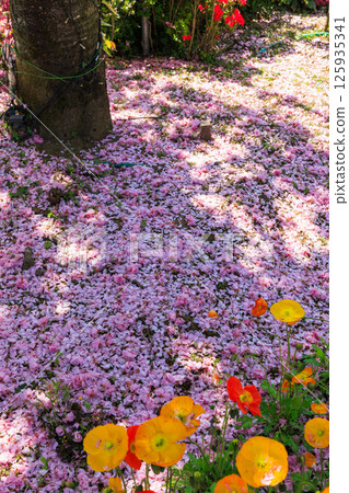 Scattered double cherry blossom petals Scattered double cherry blossom petals 125935341