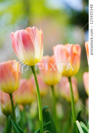 美麗的鬱金香花 125935348