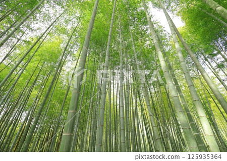 Utsunomiya City, Tochigi Prefecture Wakatake no Mori Meng Soutake Bamboo Forest 125935364
