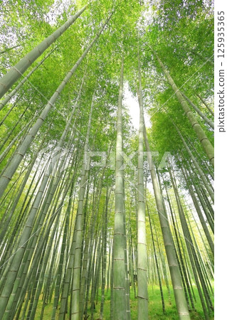 櫪木縣宇都宮市若武之森萌 Soutake 竹林 櫪木縣宇都宮市若武之森萌 Soutake 竹林 125935365