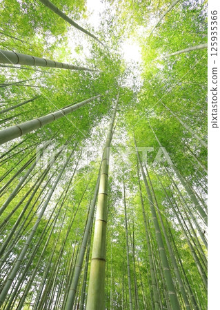 Utsunomiya City, Tochigi Prefecture Wakatake no Mori Meng Soutake Bamboo Forest 125935366