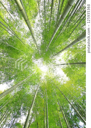 櫪木縣宇都宮市若武之森萌 Soutake 竹林 櫪木縣宇都宮市若武之森萌 Soutake 竹林 125935368