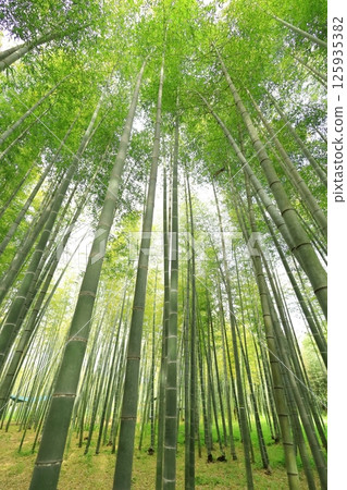 Utsunomiya City, Tochigi Prefecture Wakatake no Mori Meng Soutake Bamboo Forest Utsunomiya City, Tochigi Prefecture Wakatake no Mori Meng Soutake Bamboo Forest 125935382