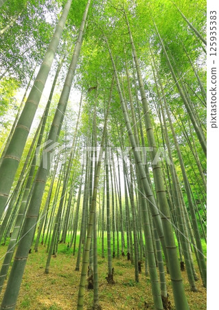 櫪木縣宇都宮市若武之森萌 Soutake 竹林 櫪木縣宇都宮市若武之森萌 Soutake 竹林 125935383