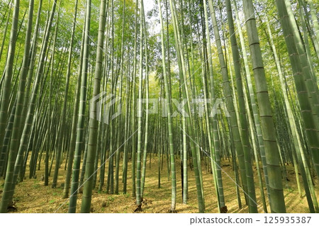 Utsunomiya City, Tochigi Prefecture Wakatake no Mori Meng Soutake Bamboo Forest Utsunomiya City, Tochigi Prefecture Wakatake no Mori Meng Soutake Bamboo Forest 125935387