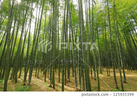 Utsunomiya City, Tochigi Prefecture Wakatake no Mori Meng Soutake Bamboo Forest 125935399
