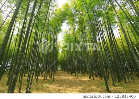 Utsunomiya City, Tochigi Prefecture Wakatake no Mori Meng Soutake Bamboo Forest Utsunomiya City, Tochigi Prefecture Wakatake no Mori Meng Soutake Bamboo Forest 125935400