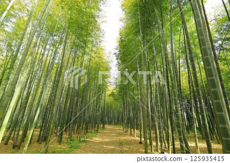 櫪木縣宇都宮市若武之森萌 Soutake 竹林 125935415
