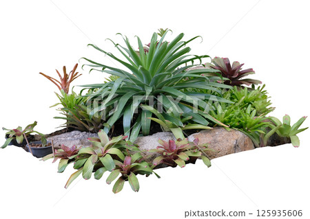 bromeliad garden foliage colorful leaves ornamental plants bromeliad garden foliage colorful leaves ornamental plants 125935606