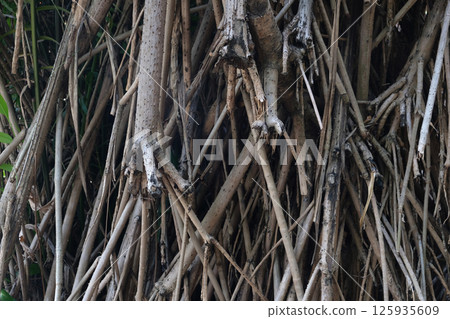 Aerial prop roots of pandanus tree 125935609