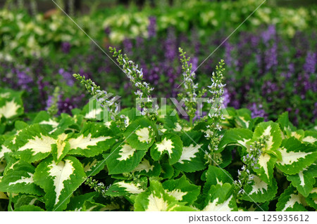 Coleus plants with some flowers ready to blossom Coleus plants with some flowers ready to blossom 125935612